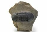 Paralejurus Trilobite Fossil - Orange Eye Preservation! #334858-2